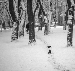 Вночі у місті випав сніг...