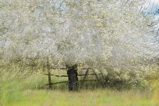 Груша, пори року 1