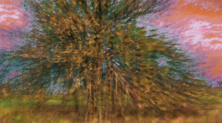 «Груша, пори року 3»