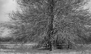 «Груша, пори року 4»