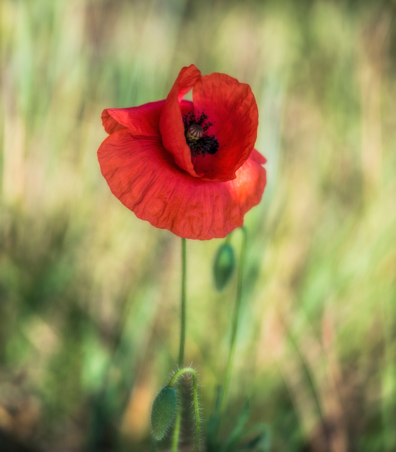 Маковий сонет