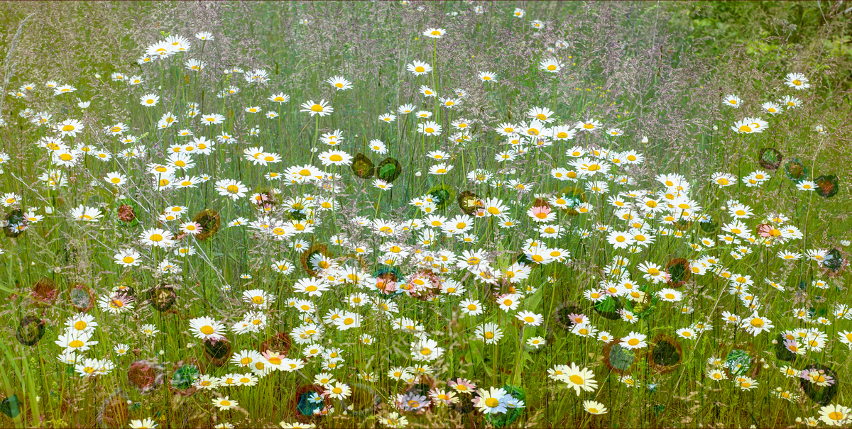 Літні килими Полісся