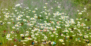 Літні килими Полісся