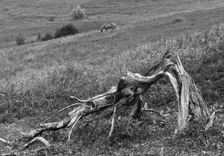 Стара кляча