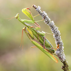 Koppel bidsprinkhanen