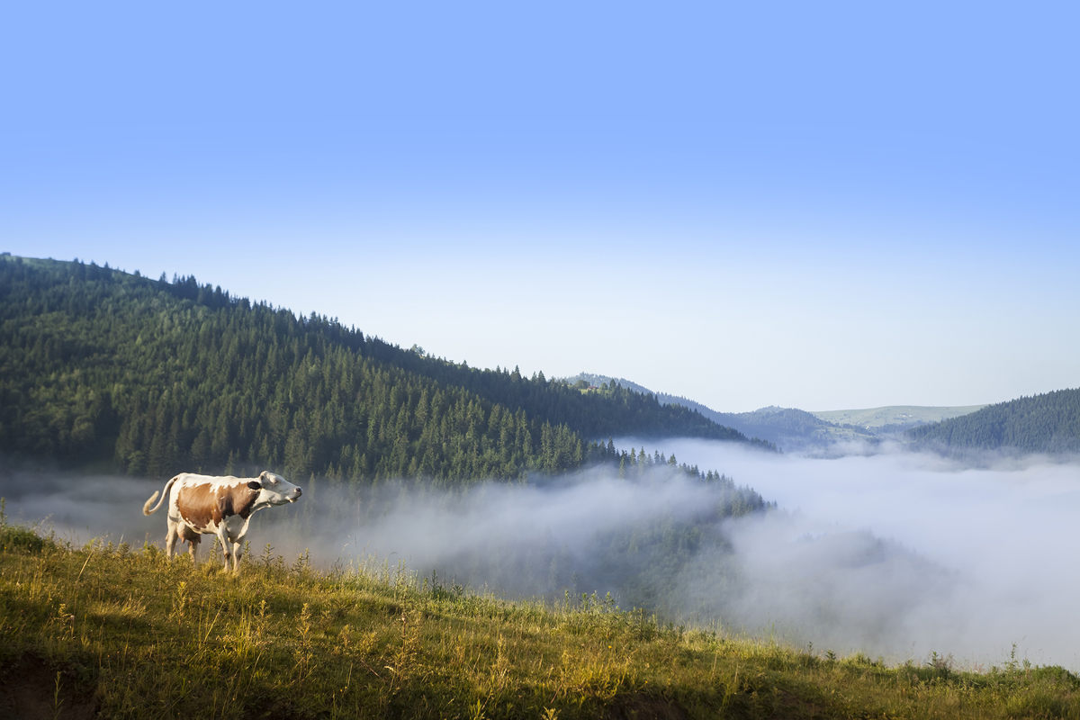 Утреннее соло