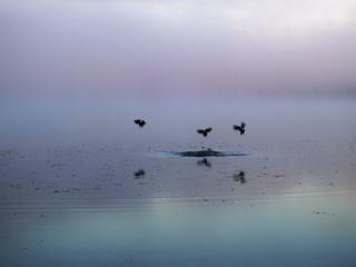 In the fog with ducks 1