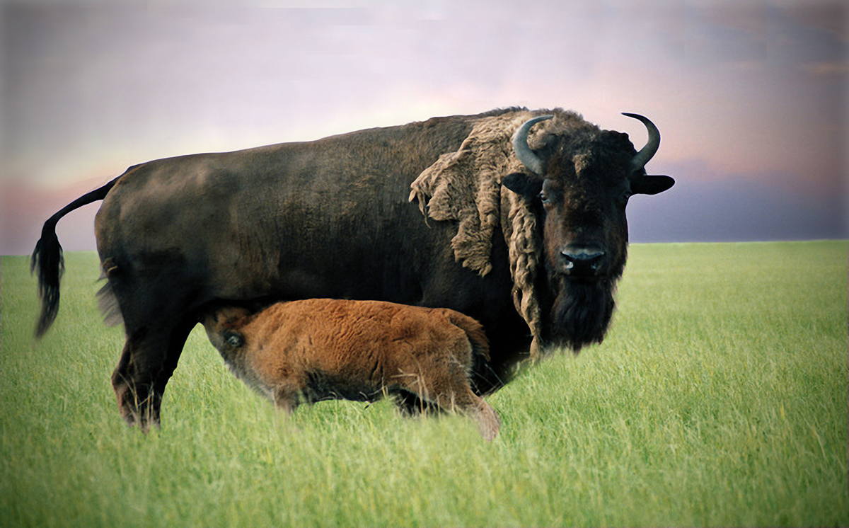 Материнство