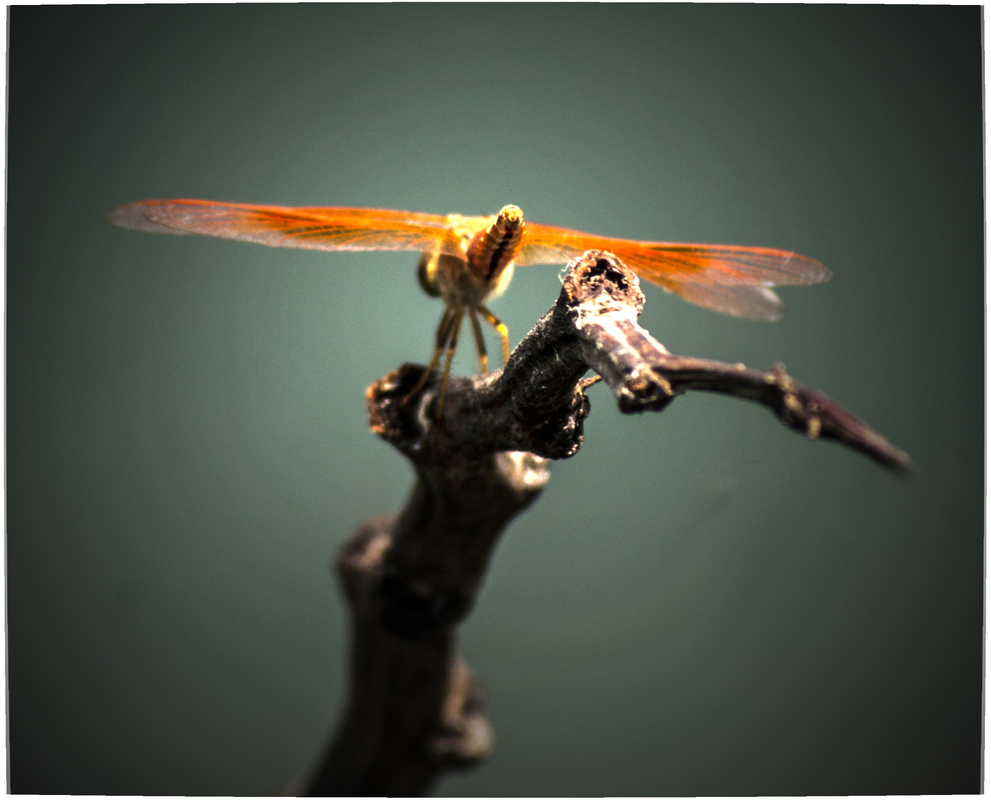 Приютилась отдохнуть