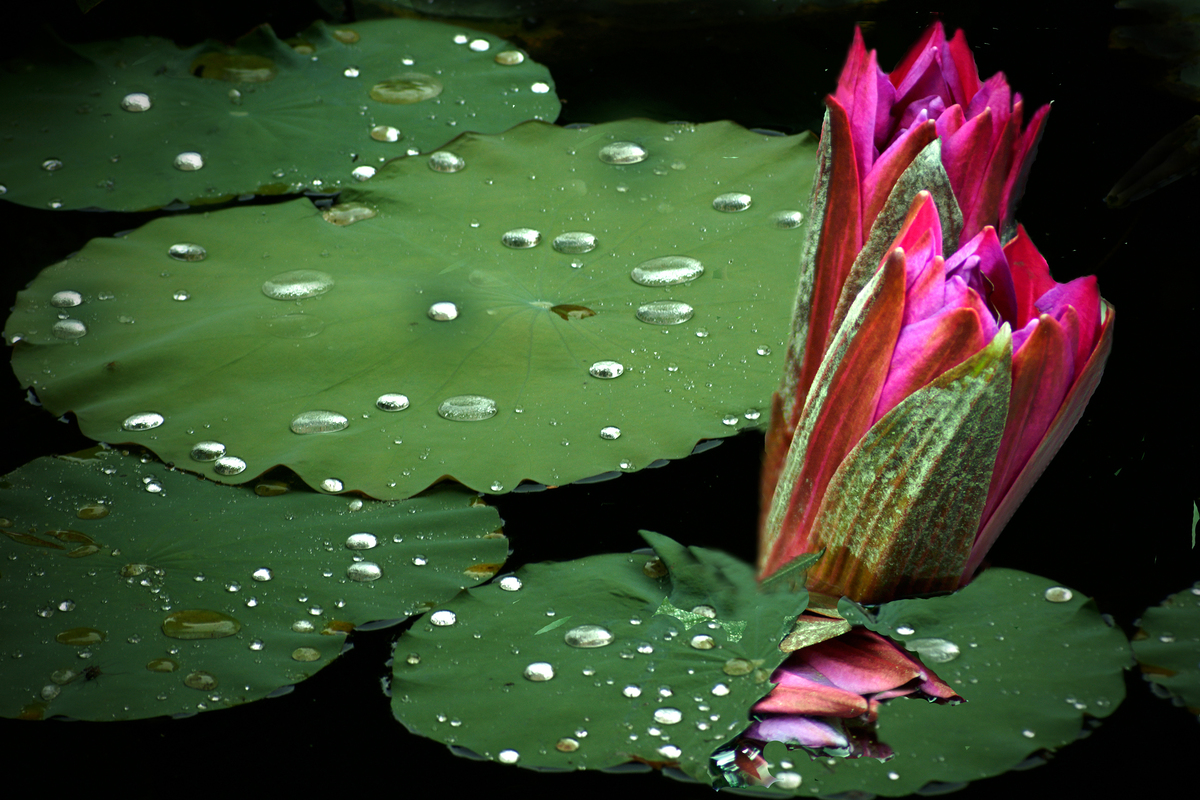 Рождение лотоса