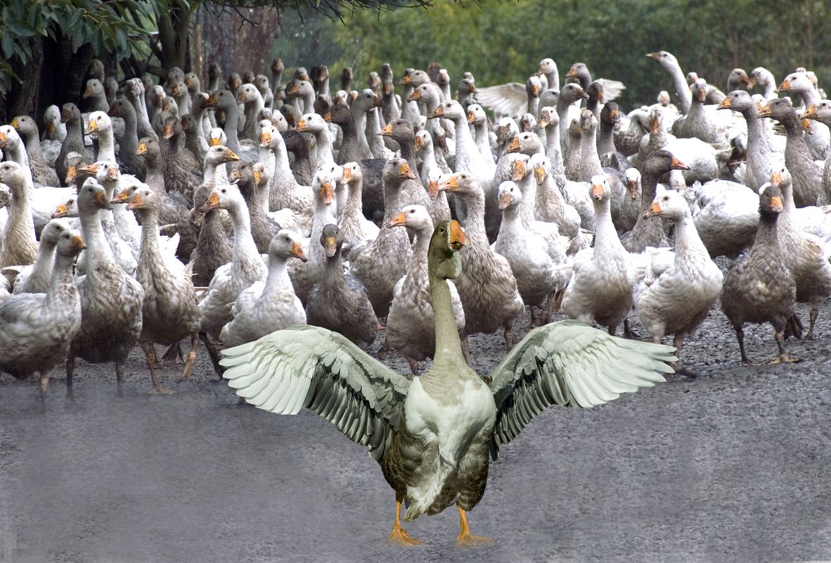 Предводитель