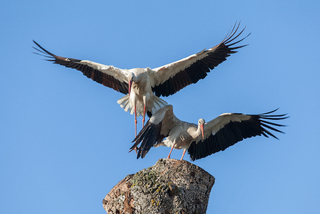 White storks