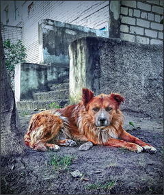 Старожил двору