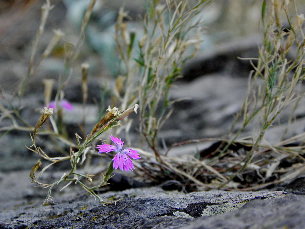 Яскравий акцент