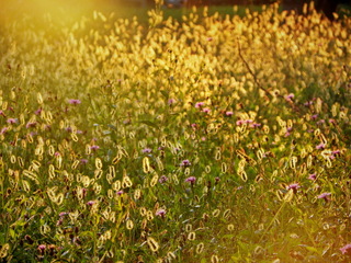 Сонячні ванни