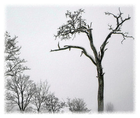 Зимовий етюд з акацією