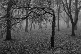 не всі дерева ростуть вверх