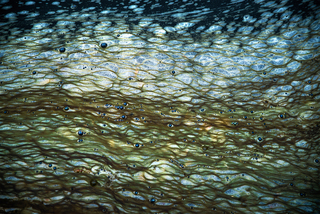 Водорості 1