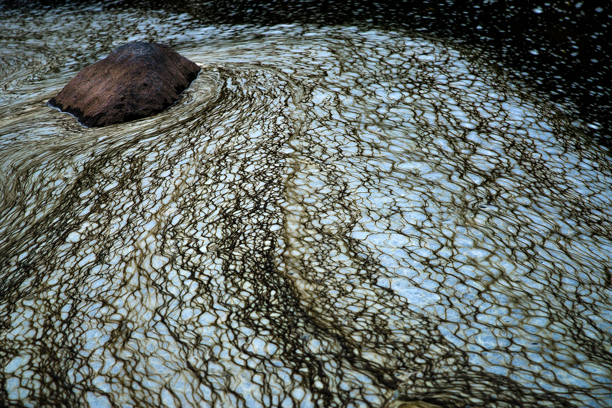 Водорості 2