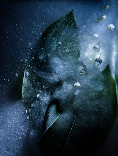 Срібляста конвалія