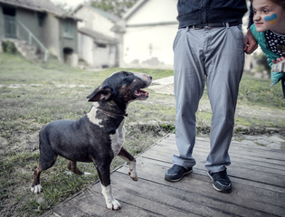 Дівчинка і пес