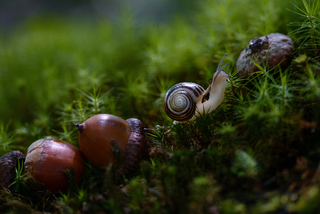 Мандрівник