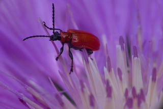 Жук лілійний