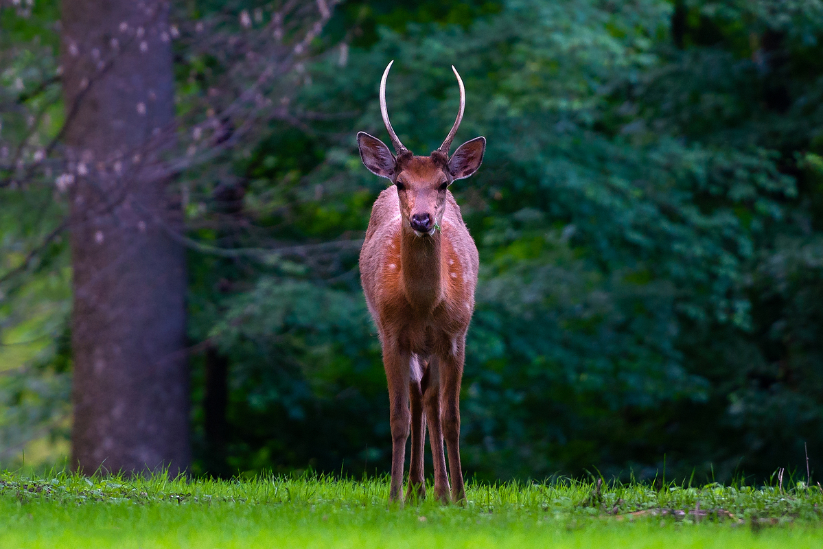 Лісовий Принц