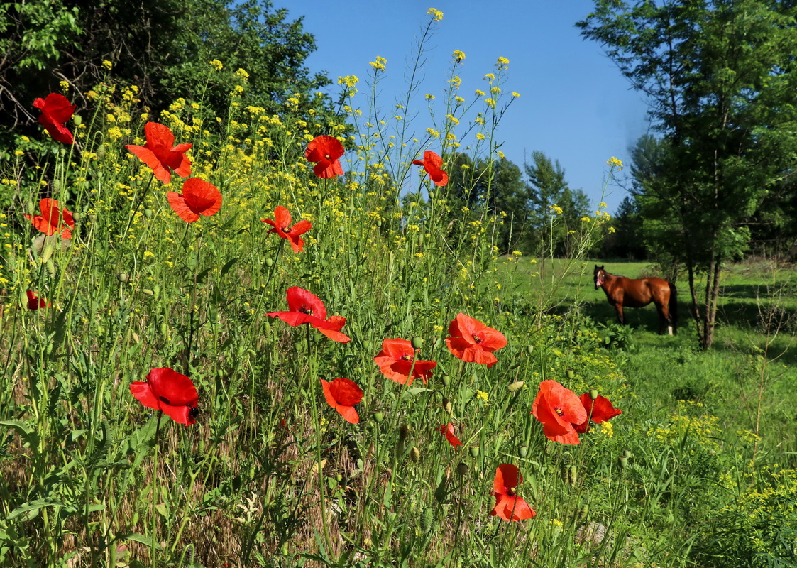 Маки,  цвітіння.