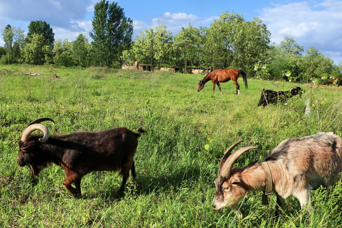 Цвітіння акації.