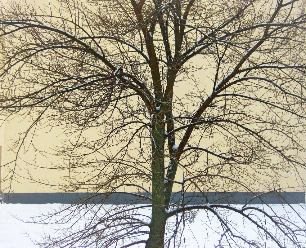 Розгалуження.