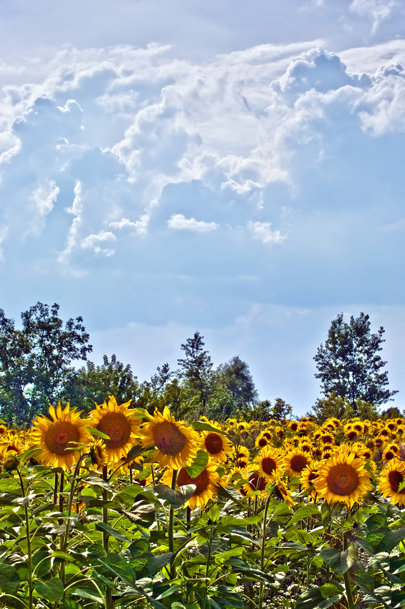 Липнева спека