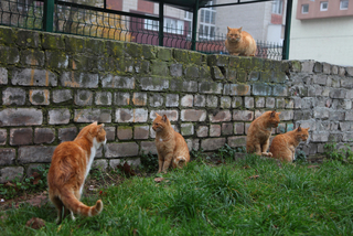 Осіння зустріч..