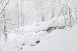 Зимовий ліс