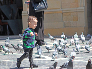 ребенок играет голыбями