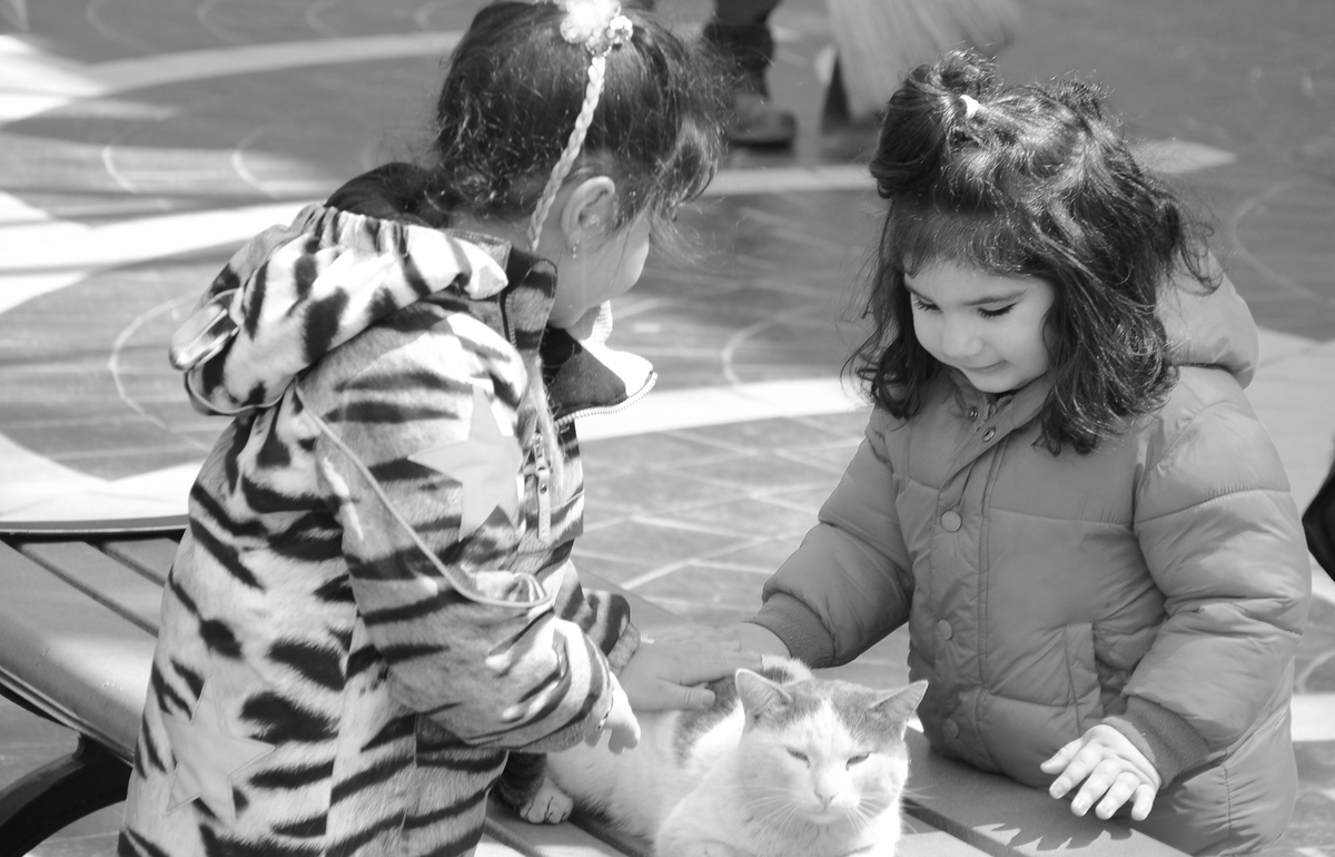 девушки играют кошкой 