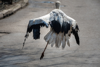 Дорога домой