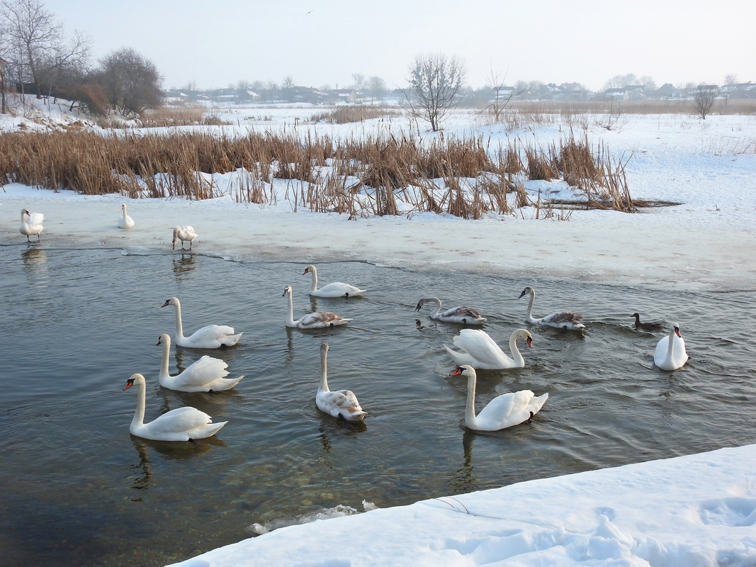 Зимівля на околиці села