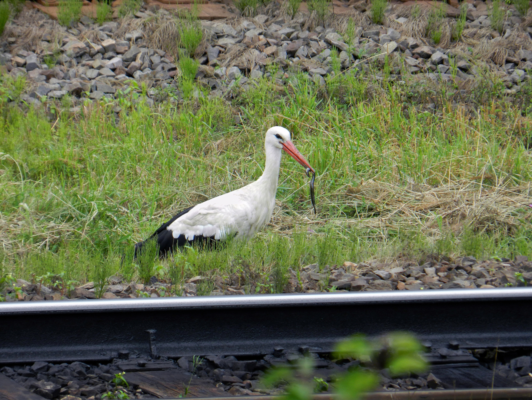 В очікуванні гостей