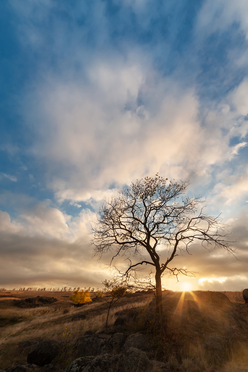 Дерево.Вечір.Триптих