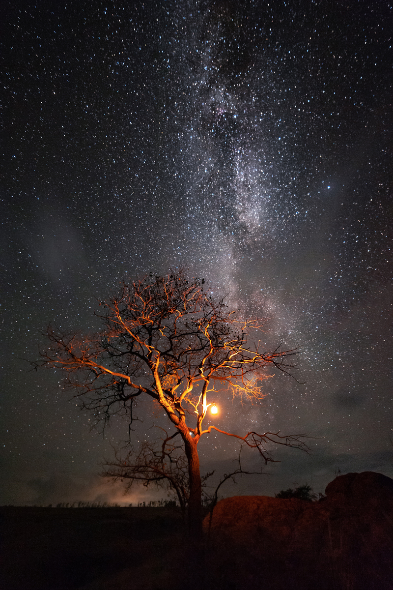 Дерево.Ніч.Триптих