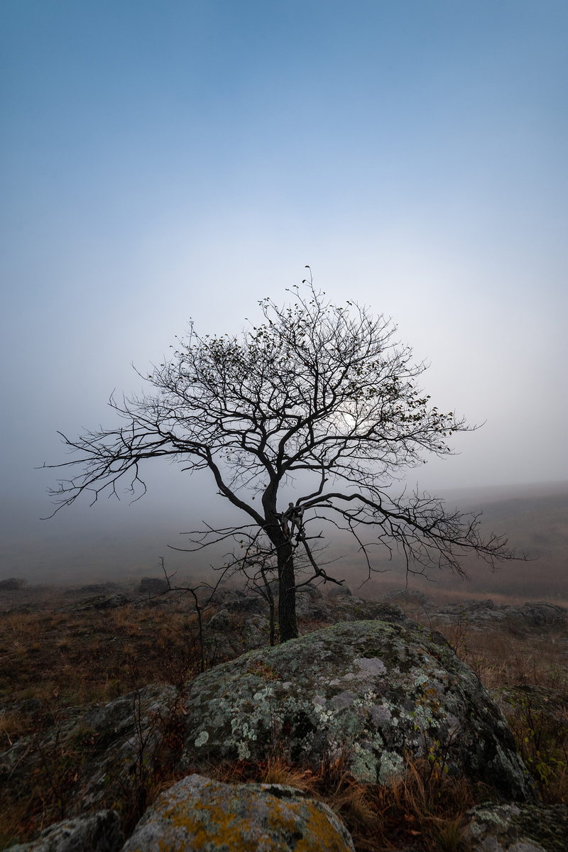 Дерево.Ранок.Триптих