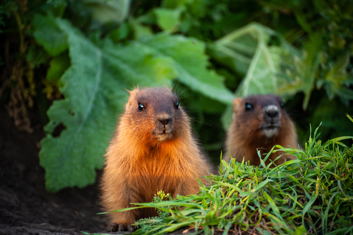 Зацікавленність