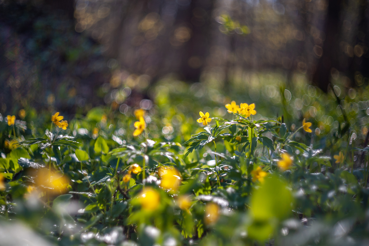 Лісова поляна