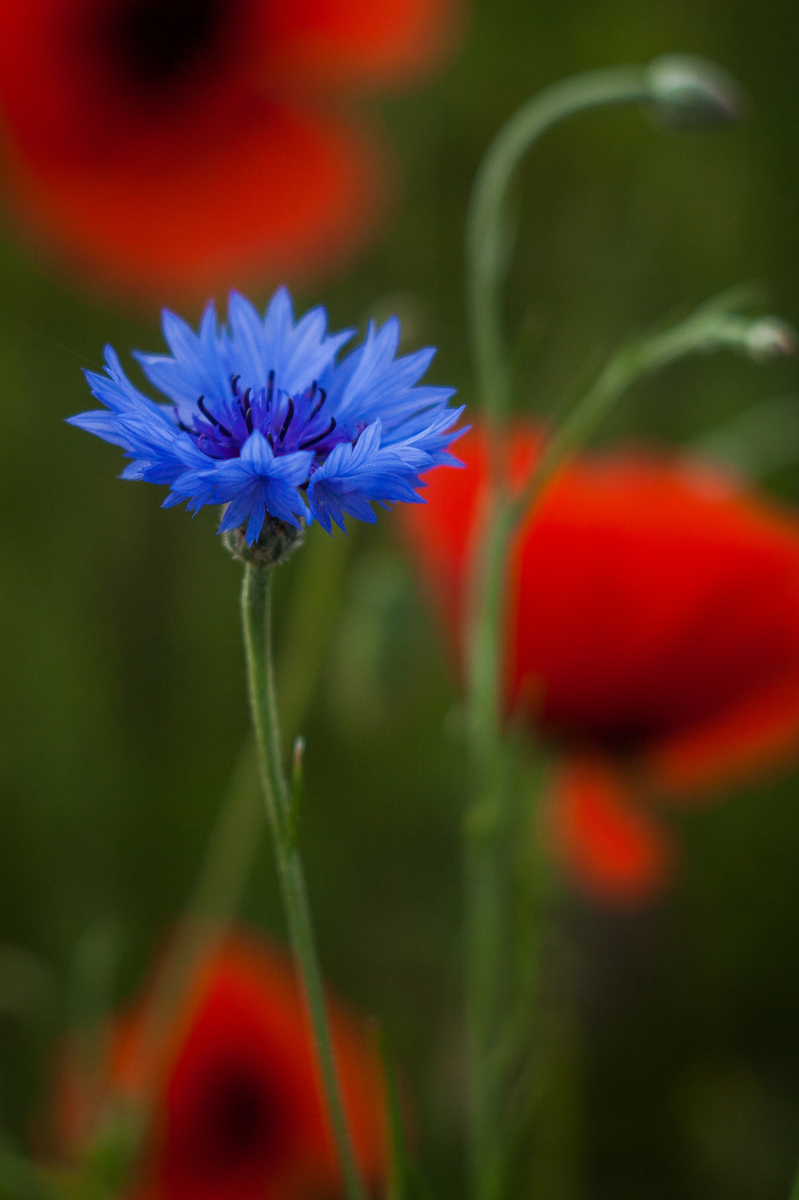 Чарівність