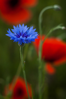 Чарівність