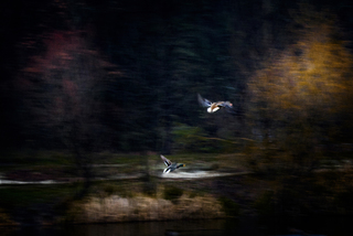 В плавнях шорох