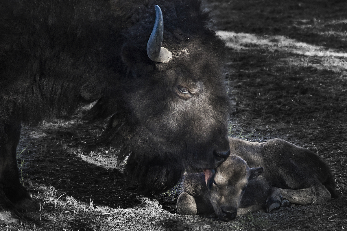 Отцовская забота