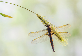 Перепочинок