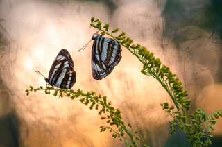 Вечірні кольори